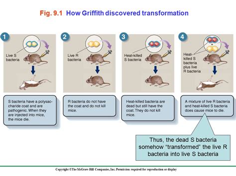 🎉 What did frederick griffith discover. Online Education Kit: 1944: DNA is. 2019-02-03