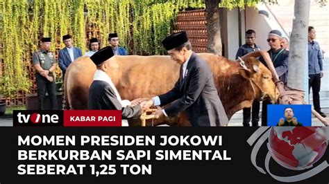 Presiden Jokowi Sumbang Sapi Kurban Berbobot 1 25 Ton Kabar Pagi