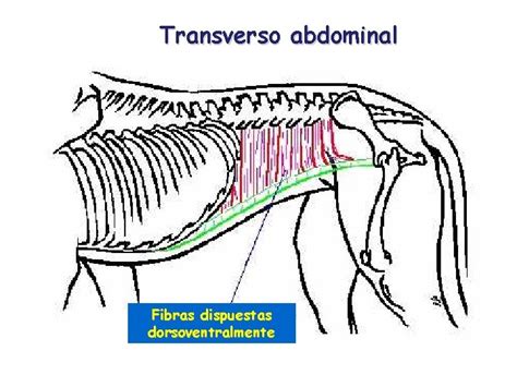 Dorsoventralmente - Introduccin a la anatoma de la cavidad abdominal