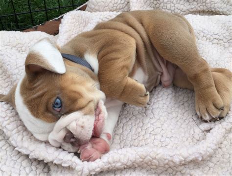 Tiny Tim lilac colored bulldog, how adorable! Bulldog Breeds, English