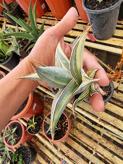 Sansevieria Variegated Gregoriuz Flickr