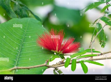 Caesalpinioideae Hi Res Stock Photography And Images Alamy