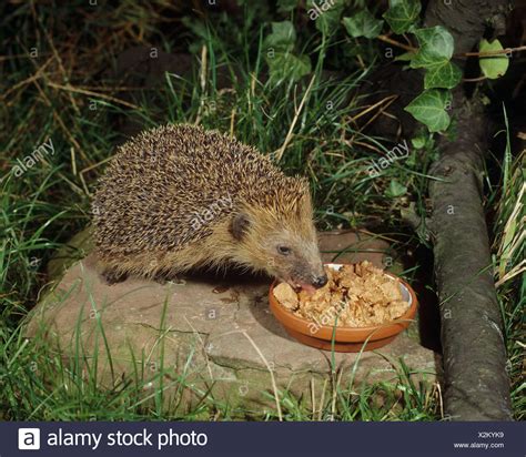 Hedgehog Eating Stock Photos & Hedgehog Eating Stock Images - Alamy