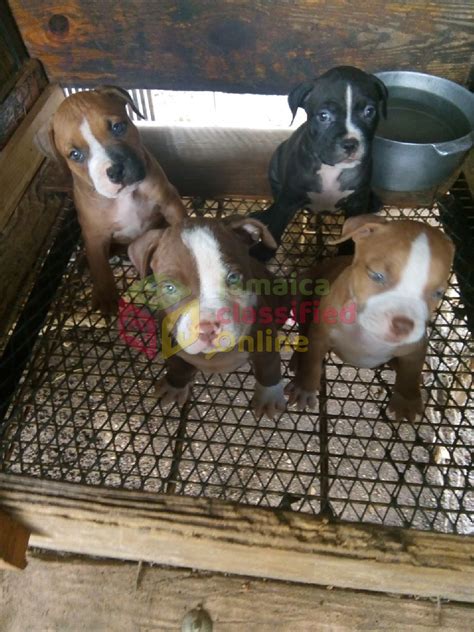 Pure Breed Pitbull Puppies For Sale In Havendale Kingston St Andrew Dogs