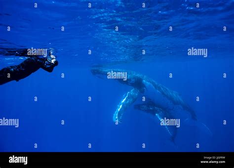 Snorkeler Photographing Humpback Whale In Ocean Kingdom Of Tonga Ha