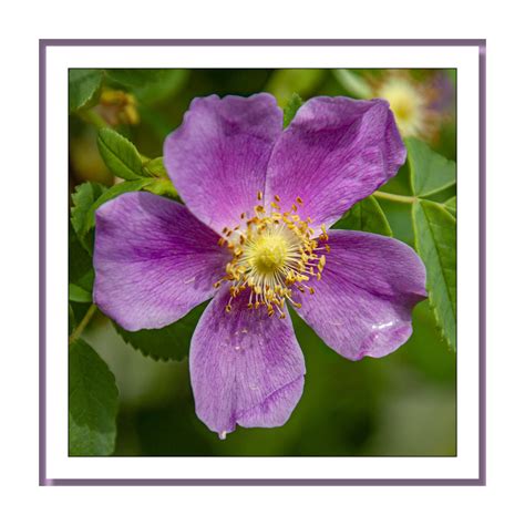 Kicking Horse Ski Resort | opticsandperspectives