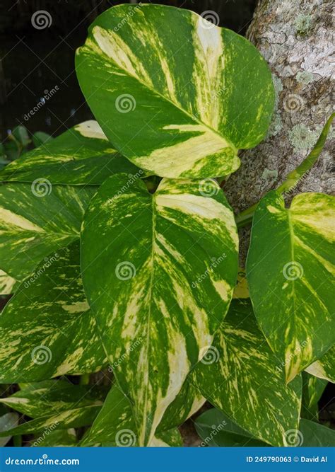 Natural Plants, Unique and Beautiful Wild Plants Stock Image - Image of