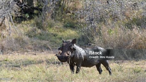 Warthogs Are Pigs That Live In Open And Semiopen Habitats In Subsaharan