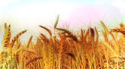 Lakh Mt Wheat Arrive In Haryana Mandis The Statesman