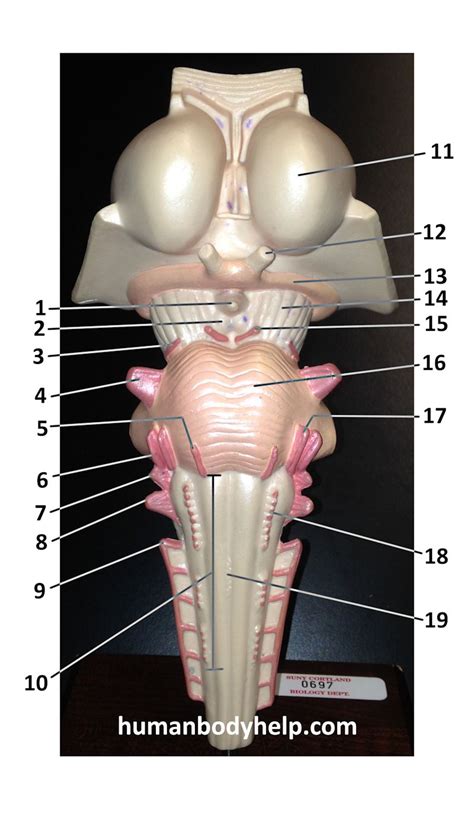 Cranial Nerves Brain Stem Model 2 Human Body Help