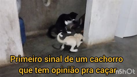 primeiro sinal do cachorro que vai dá bom filhote de branquinha YouTube