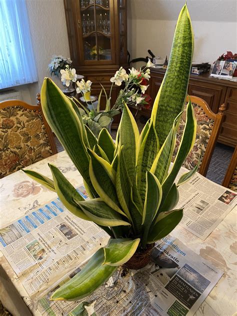 Sansevieria 'Futura Superba' from one make two : r/sansevieria
