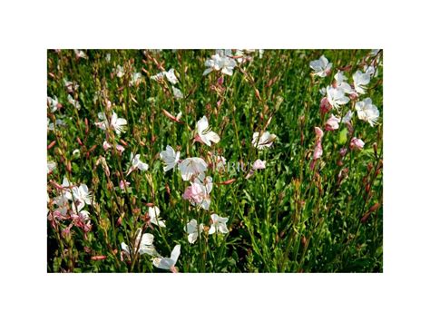 Svíčkovec Geyser White Gaura Lindheimeri Geyser White Plantarius