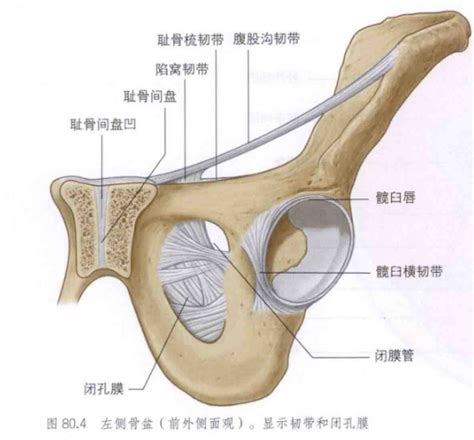 耻骨联合解剖 Medscicn