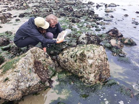 Beach Naturalists Program | Jefferson County | Washington State University