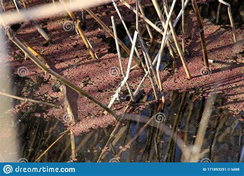 Azolla Filiculoides Wild Plant Stock Image Image Of Summer