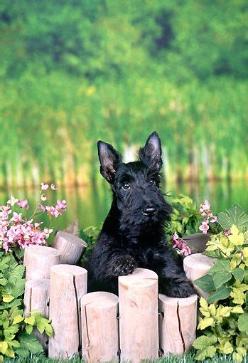 Pup 14 Fa0045 01 © Kimball Stock Scottish Terrier Puppy Leaning On