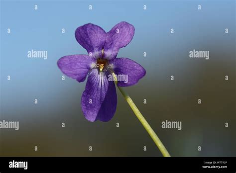 Lila haarig -Fotos und -Bildmaterial in hoher Auflösung – Alamy