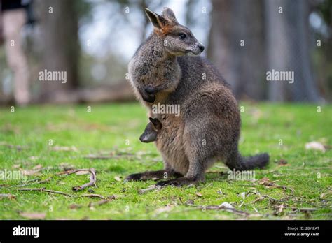 swamp wallaby black wallaby  baby joey   pouch stock photo