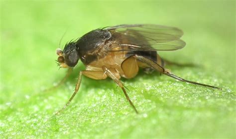 flies  pregnant  bridget mireles blog
