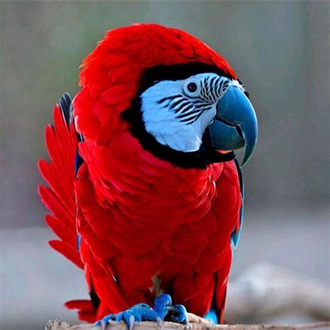 Realistic Parrot Rrealisticminecraft