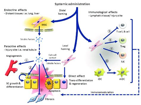 Systemic Administration Of Mesenchymal Stem Cells Can Trigger Distal