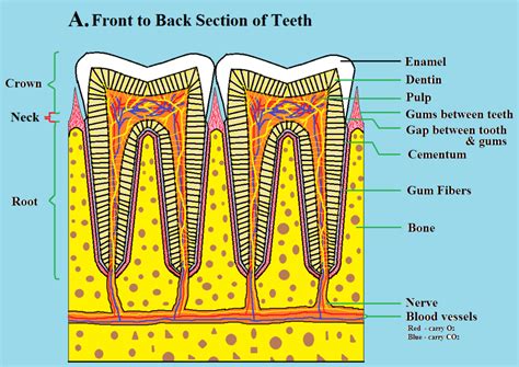 Anatomy of Teeth and Mouth: A Guide to Better Oral Health - Gateway of Health