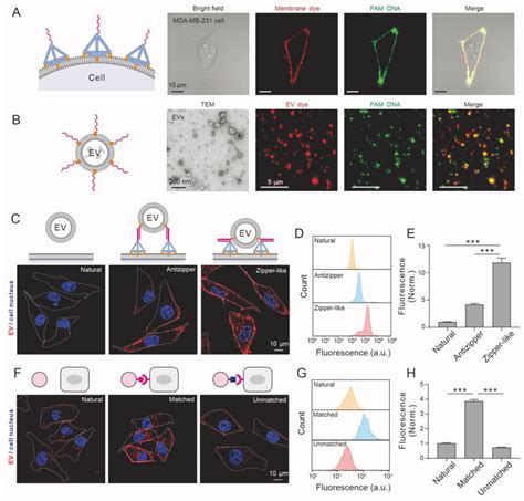 Establishment Of DNAencoded Ligandreceptor System DLRS For EVcell