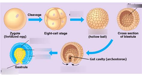 Blastula Stage