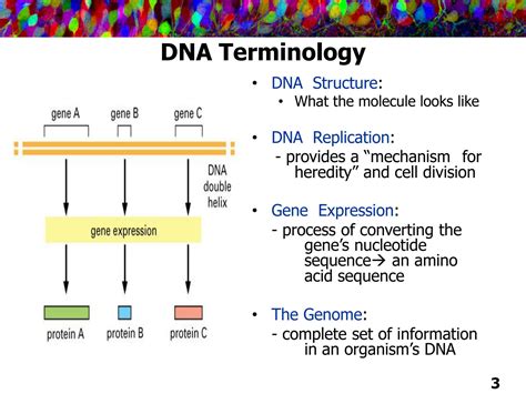 SOLUTION: 3 dna and chromosomes - Studypool