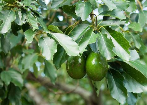 How long for an avocado tree to bear fruit