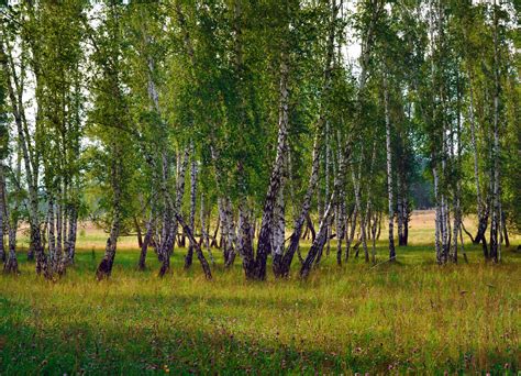 Birch Free Stock Photo - Public Domain Pictures