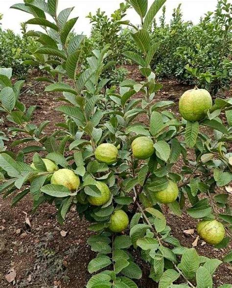 Full Sun Exposure Green Lalit Guava Plants For Fruits At Rs 40 Piece