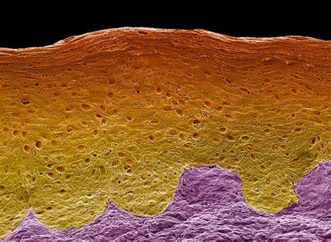 Im Genes Fotos De Stock Objetos En D Y Vectores Sobre Biologie Vagina Shutterstock