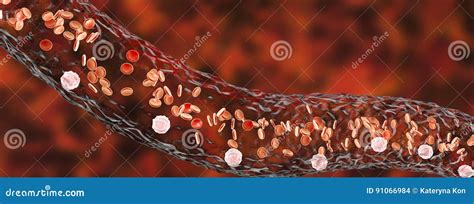 Blood Vessel With Flowing Blood Cells Stock Illustration Illustration