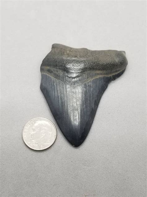 Megalodon Tooth Authentic Megalodon Tooth Real Megalodon | Etsy