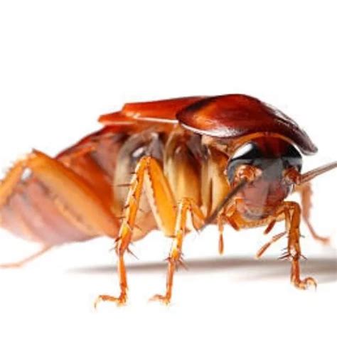 Can Cockroaches Cause Cancer The Surprising Truth Nm Pest Control