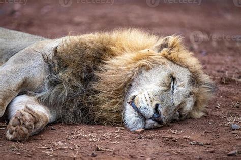 Dead Lion Stock Photos, Images and Backgrounds for Free Download