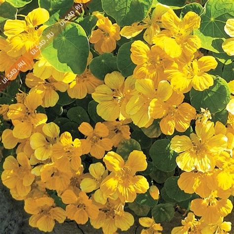 Настурция большая Золотой блик