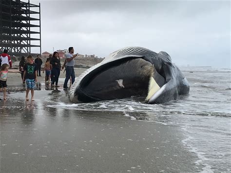 Atiende Profepa Varamiento De Ballena De Aleta En Playas De Rosarito