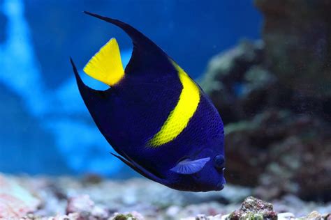 15 Stunning Blue Aquarium Fish Species | Build Your Aquarium