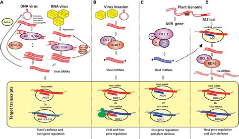 Frontiers Virus And Viroid Derived Small Rnas As Modulators Of Host