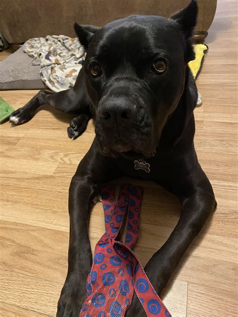 Does anyone else share their life with a tiny devil (126lbs)? : r/CaneCorso