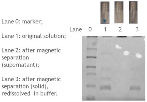 Bradford Protein Assay Of The Separation Efficiency Top Photos Download Scientific Diagram