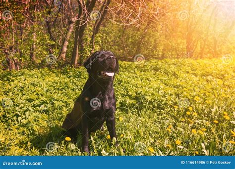 Labrador On The Grass In A Park Stock Photo Image Of Looking Garden