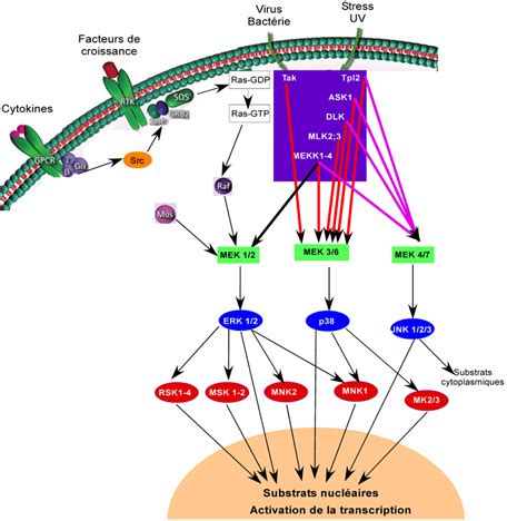 Les Voies De Signalisation Des Map Kinases Les Différents Modules Map