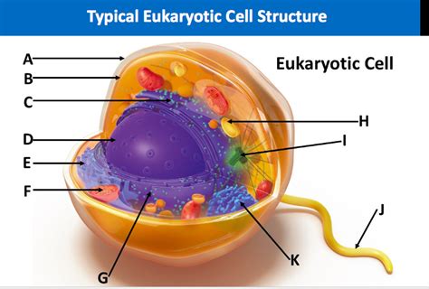 Lab 2- labeling eukaryotic cell Diagram | Quizlet