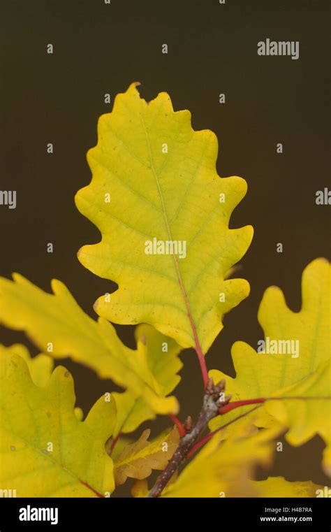 Pedunculate Oak Quercus Robur Leaves Close Up Stock Photo Alamy