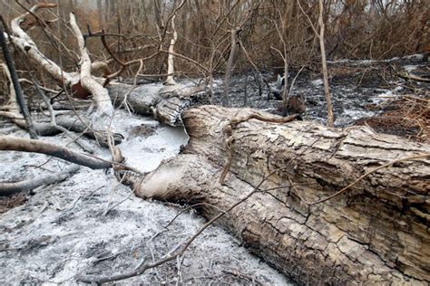 El Humo De Los Incendios Forestales Ahoga A Comunidades Enteras En El