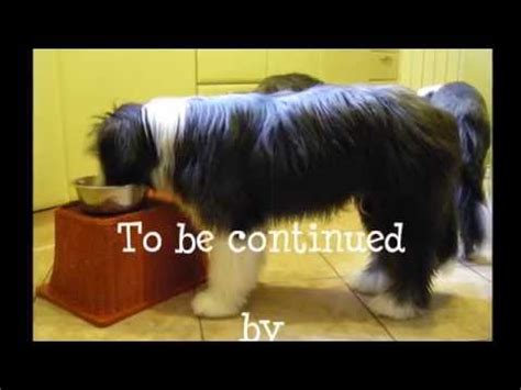 Bearded Collie Gremontree Youtube